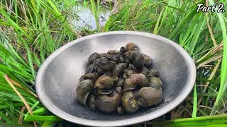 Catching snails in the fields is really fun.Caught a snail reproducing. Part 2.