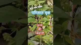 #parijat #पारिजात #वृक्ष की #कहानी