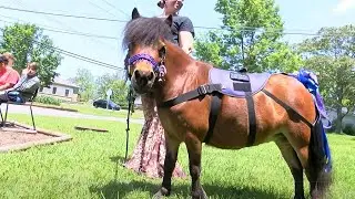 Mini-therapy horses help school kids