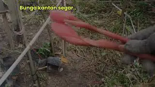 Ambil bunga kantan segar/Berbudi pada tanah/buat laksa.