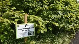 New study counts the environmental cost of managing Japanese knotweed