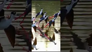 birds flying high | beautiful nature  #shorts #youtubeshorts  #ytshorts