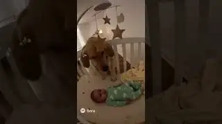 🐶 Hero Dog Saves Baby from Earthquake! Heart-Stopping Moment Caught on Camera 😱❤️ #shorts #viral
