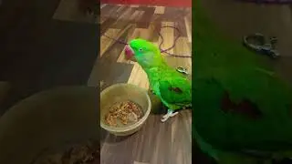 तोते की आवाज |#talkingparot #talkinganimal #birds #nonstoptalkingparrot #newflower