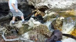 From the sink to the Alapaha River @ WWALS 2016-11-06