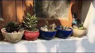 New plant growth 📈📈💯🌿🪴🪴☘️💐👋🏻👋🏻👋🏻👋🏻#shorts #ytshorts #gardening