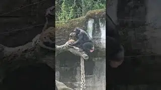 Chimpanzee/Pan troglodytes/Taipei Zoo
