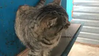 Care and Treatment of Street Cats