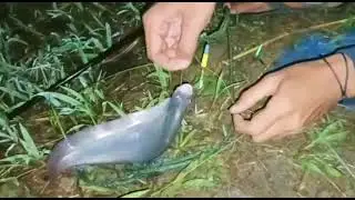Mancing Di Samarinda || Spot Mancing Di Samarinda Lempake‼️