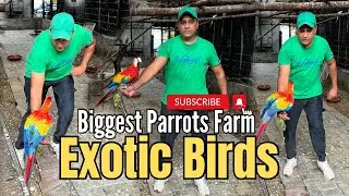 Exotic bird breeding setup | Cockatoo Parrots - Macaw Parrots