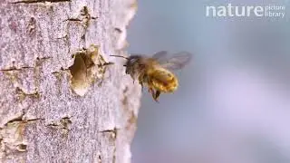 Red mason bee (Osmia bicornis) female enters frame and approaches occupied nest, UK.