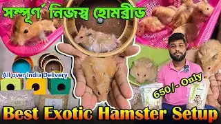 Indian Exotic Pet Hamster । Multi Colour Hamster in India । Hamster Breeding Firm । Kolkata Pet Shop