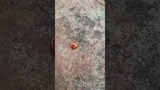 Isn't it cute? #ladybug #insects #gardeninsects #shorts #freeside