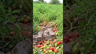 A huge python was seen in a tomato field #snake