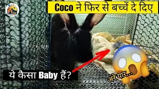 Rabbit Giving Birth || Coco Gave Babies Again