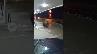 Bear At The Gas Station
