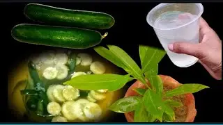 Natural fertilizer for all plants | Cucumber Peel fertilizer | Best organic fertilizer for plants