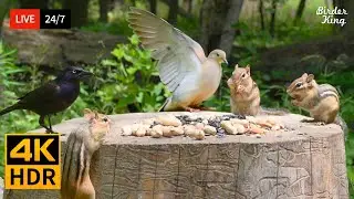 🔴 24/7 LIVE: Cat TV for Cats to Watch 😺 Beautiful Birds, Chipmunks and Squirrels 4K Cat Games