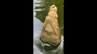Close up to a giant saltwater crocodile feeding