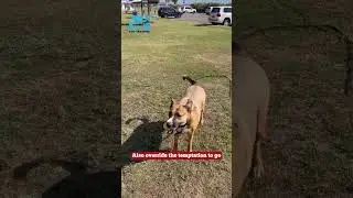 Don&rsquo;t be predictive with your dog #dogtraining101 #dog