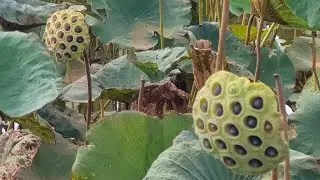 Lotus field #fruitworld #tropicalfruit #usa #fruitsworld #fruitnation #fruit #fruitnation