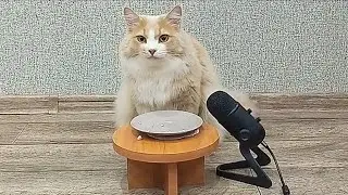 Tommy eats turkey 😻