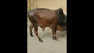 Professional Qasai Qurbani 2k23