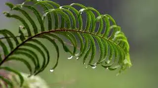 Fall into Sleep Instantly with Heavy Rain & Rumbling Thunder in the Forest | HD