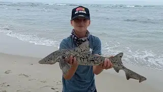 How to catch Spotted Gully Sharks(traces and bait demo)