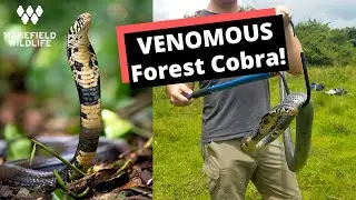 DEADLY COBRA! | Uganda part 1