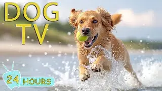 DOG TV: Videos Entertain & Fun for Dogs When Home Alone - Best Collection of Relax Music for Dogs