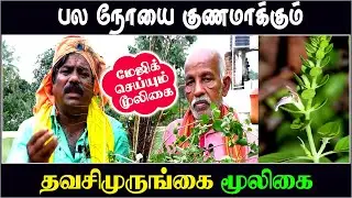 தவசி முருங்கை மூலிகையின் வியக்கவைக்கும் மருத்துவ குணங்கள் | நலமுடன் வாழ்வோம் | Nalamudan Vazhvom