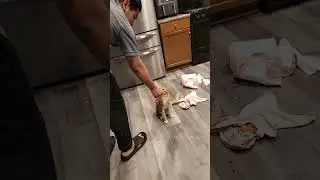 my cat love to eat food from my hand #cats #catgames #meaow #cat #catplay #kitte #cute#youtubeshorts