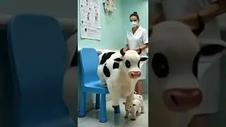 Chaos in the Clinic Tiny Pregnant Cow&rsquo;s Surprise Babies