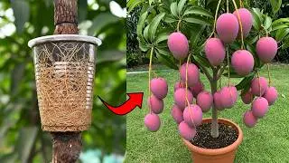 🥭Genius Propagate to Grow Juicy Mango Trees at Home