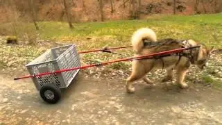 Dogs: Alaskan Malamute TRAINING with DIY dog cart