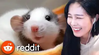 39daph Reacts to Reddit #18