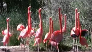 American Flamingo Courtship Behavior - Sacramento Zoo
