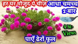 पोर्टुलाका में एक बार आधा चम्मच और पाएं ढेरों फूल । Fertilizer for Moss Rose/Portulaca/9 O’Clock
