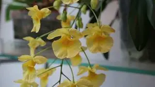 Dendrobium aggregatum, Monnierara Millennium Magic 'Witchcraft' и другие)