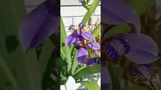 Full bloom purple Iris! #shorts
