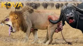 Lion&rsquo;s Savage Battle for Survival Against the Buffalo | Animal Fight