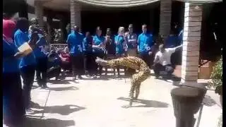 TZ Contortion