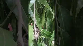 Green shrike babbler's 🐦 chicks..