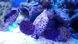 Panther Grouper (Cromileptes altivelis)