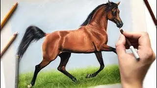 Drawing the beautiful Arabian horse Mikaal C | Pastel pencils
