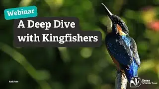 Углубленное изучение зимородков │ Вебинар организации Essex Wildlife Trust