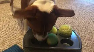 Cool Indoor Activity That Will Mentally Tire Your Dog Out