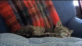 Kitten Nap time, cats sleeping