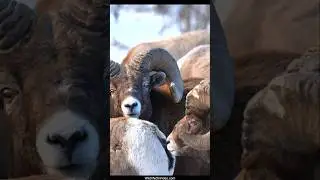 Bighorn Bosses Ramping Up for Rut